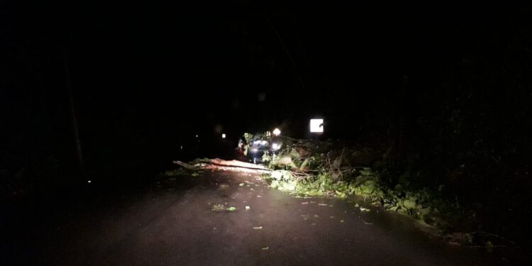 Caída de arboles había provocado un accidente