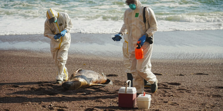 Cierre temporal de zonas turísticas por sospechas de gripe aviar en Galápagos