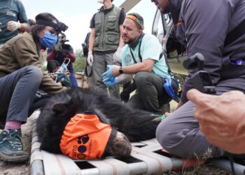 El oso andino Tupac, regresa a su hábitat natural en el Parque Nacional Cayambe Coca