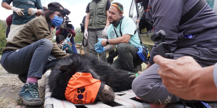 El oso andino Tupac, regresa a su hábitat natural en el Parque Nacional Cayambe Coca
