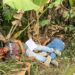 Dos asesinados en la parroquia La Iberia