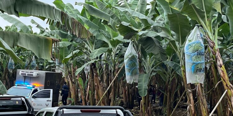 Identificaron al último de los tres jóvenes ejecutados en una bananera