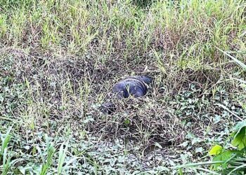 Agricultores encontraron tres muertos