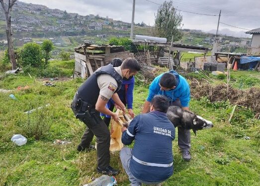 Un año de cárcel para mujer que mató a una perro