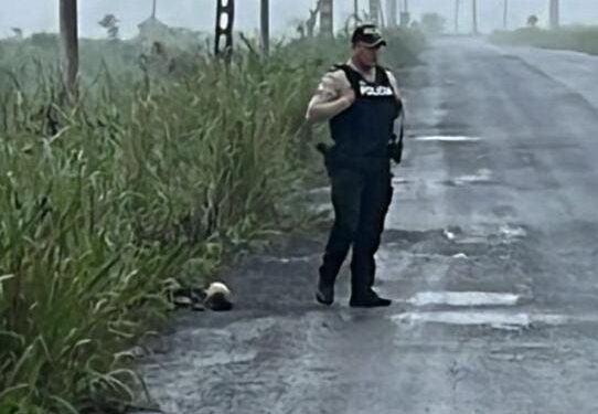 Una cabeza humana fue encontrado en la vía a Tendales