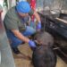 Clausura de dos restaurantes de comida asiática en Bucay, por Incumplimiento de normativa sanitaria