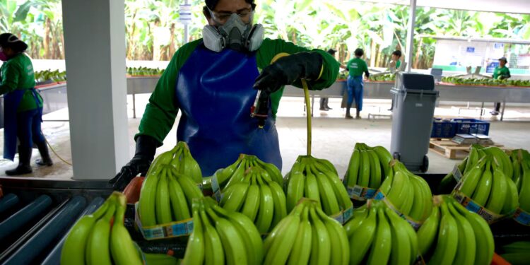 Se oficializó el nuevo precio de la caja de banano de $ 7,25 para el 2025