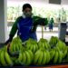 Se oficializó el nuevo precio de la caja de banano de $ 7,25 para el 2025