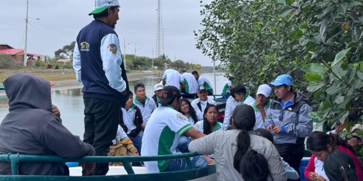 Se siembran 40.000 conchas negras en el Archipiélago de Jambelí
