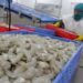 Brasil suspende importación de camarones ecuatorianos por irregularidades sanitarias