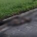 En la vía fue encontrado un cadáver maniatado e incinerado