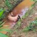 Lo encontraron sin vida en un canal de riego