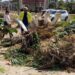 Trabajos de adecentamiento en el Cementerio General de Santa Rosa