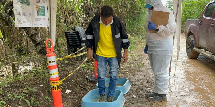 Productores bananeros de El Oro no descartan pedir la declaratoria de emergencia ante a la sospecha del Fusarium