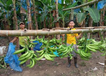 Primera exportación de plátano AFC marca un hito para el agro ecuatoriano