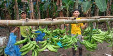 Primera exportación de plátano AFC marca un hito para el agro ecuatoriano
