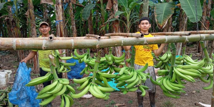 Primera exportación de plátano AFC marca un hito para el agro ecuatoriano