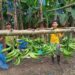 Primera exportación de plátano AFC marca un hito para el agro ecuatoriano