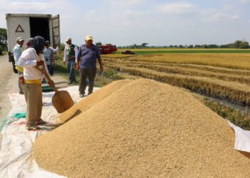 Colombia prohíbe ingreso terrestre de arroz ecuatoriano en medio de disputa comercial