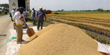 Colombia prohíbe ingreso terrestre de arroz ecuatoriano en medio de disputa comercial