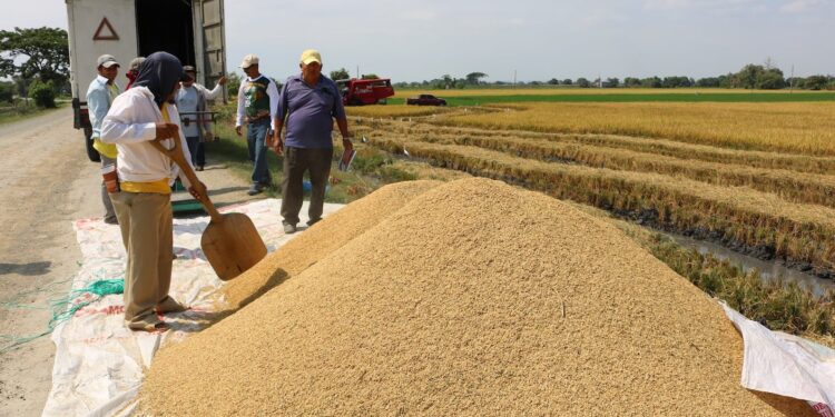 Colombia prohíbe ingreso terrestre de arroz ecuatoriano en medio de disputa comercial