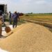 Colombia prohíbe ingreso terrestre de arroz ecuatoriano en medio de disputa comercial