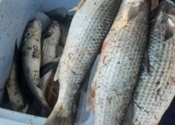 Alerta por parásito en pescado Lisa en Ecuador