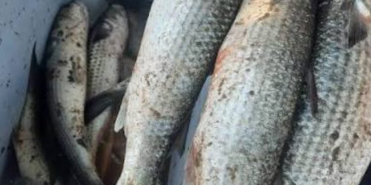 Alerta por parásito en pescado Lisa en Ecuador