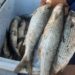 Alerta por parásito en pescado Lisa en Ecuador