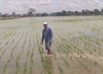 MAGP inicia registró de pequeñas y medianas personas productoras para la adquisición de arroz