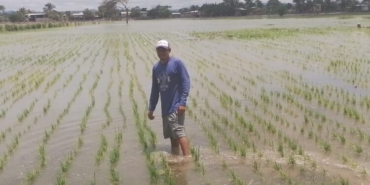 MAGP inicia registró de pequeñas y medianas personas productoras para la adquisición de arroz