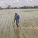 MAGP inicia registró de pequeñas y medianas personas productoras para la adquisición de arroz