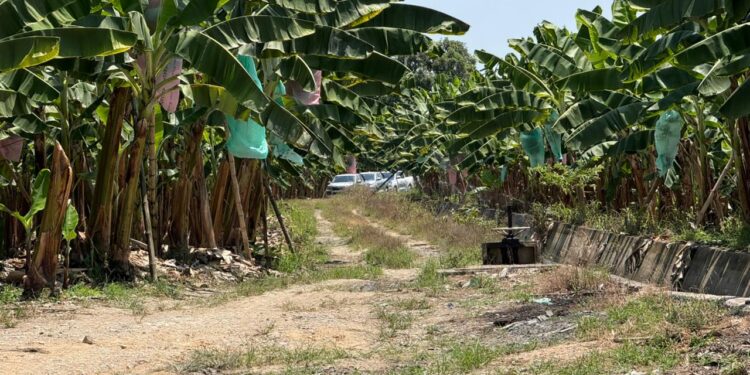 Encuentran cadáver baleado horas después de escucharse disparos