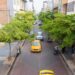 Plan de regeneración urbana del casco central prioriza la siembra de árboles nativos e incremento de áreas verdes