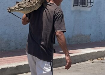 Hombre carga un cocodrilo sobre los hombros y la escena desata una investigación ambiental